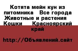 Котята мейн-кун из питомника - Все города Животные и растения » Кошки   . Красноярский край